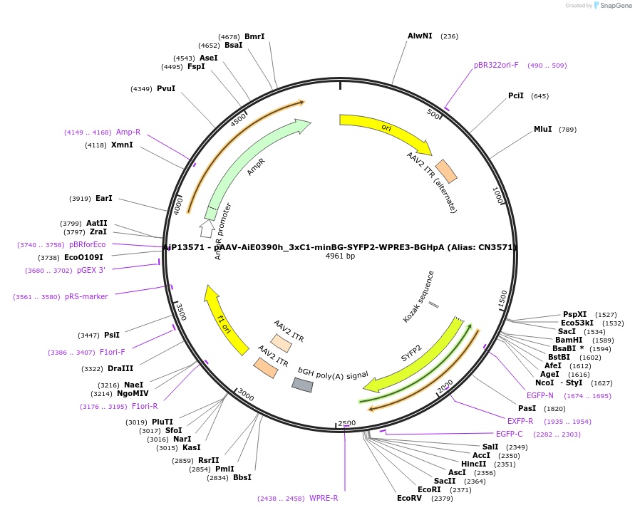 230460-plasmid-map-sequence-id-470837