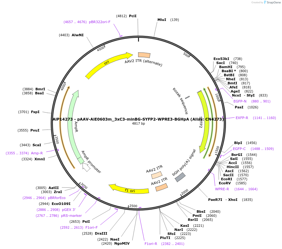 230480-plasmid-map-sequence-id-470840