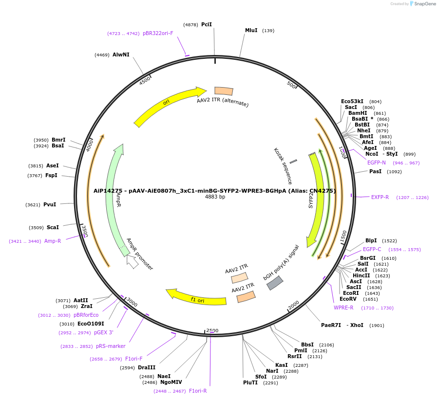230481-plasmid-map-sequence-id-470843