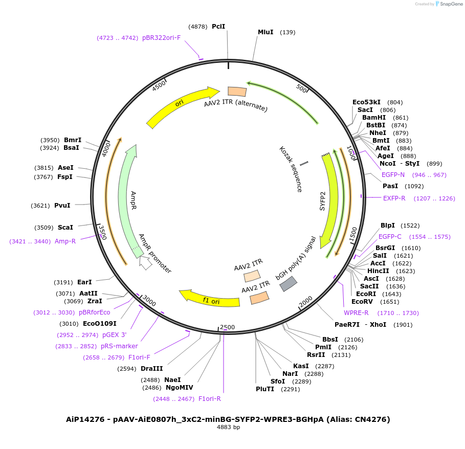 230482-plasmid-map-sequence-id-470847