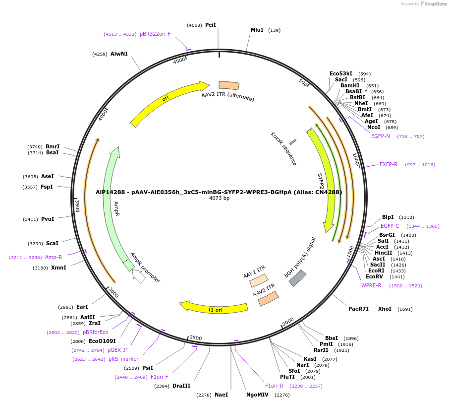 230488-plasmid-map-sequence-id-470858
