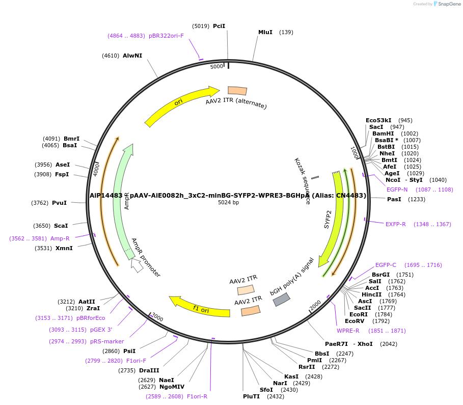 230489-plasmid-map-sequence-id-470861