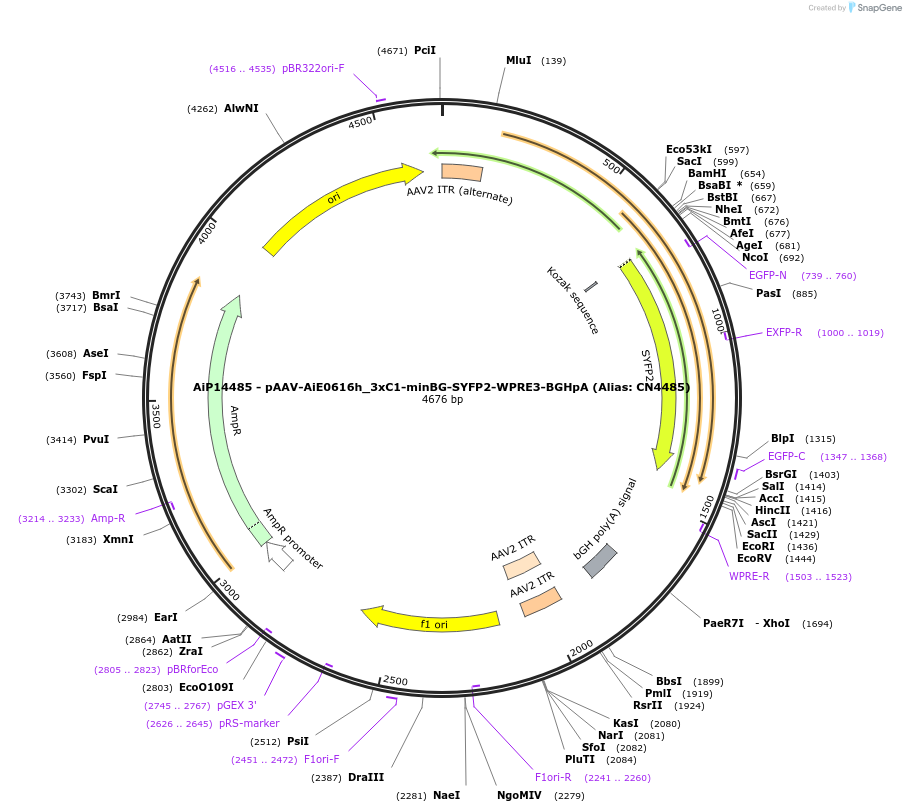 230491-plasmid-map-sequence-id-470867