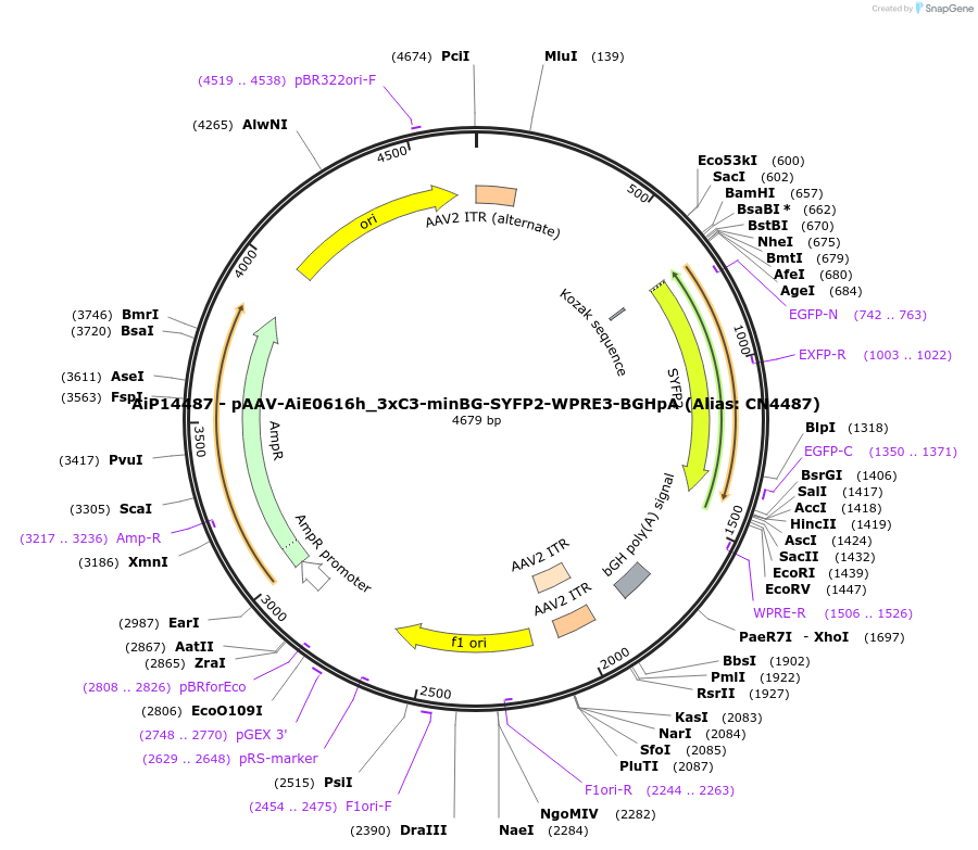 230492-plasmid-map-sequence-id-470870