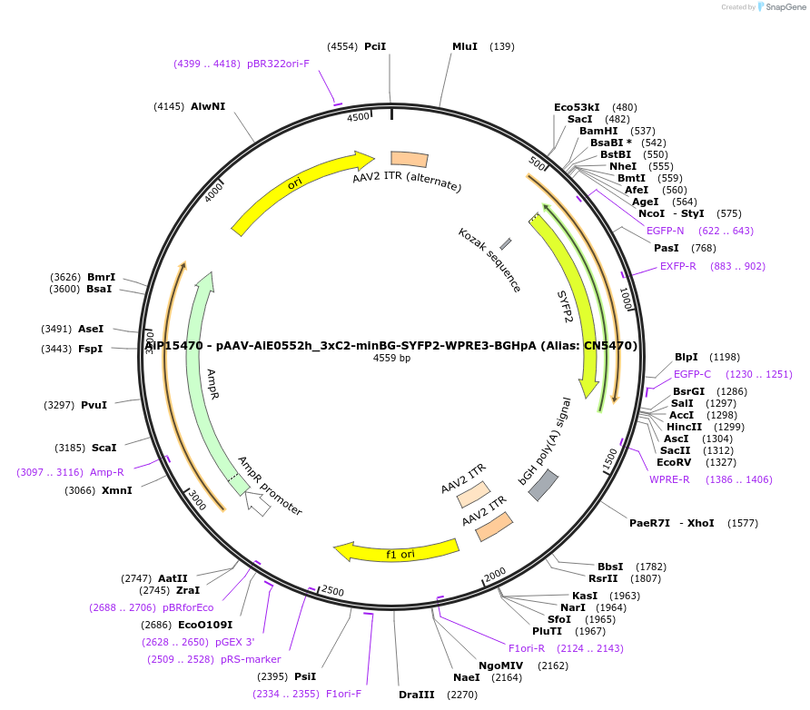 230515-plasmid-map-sequence-id-470879