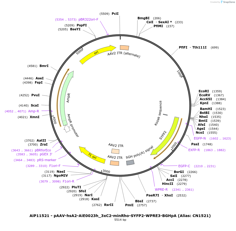 230412-plasmid-map-sequence-id-470886