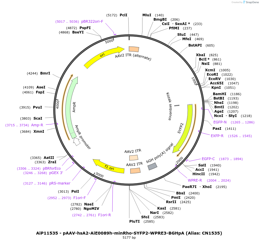 230415-plasmid-map-sequence-id-470889