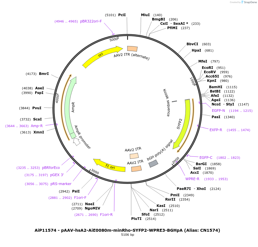 230418-plasmid-map-sequence-id-470893