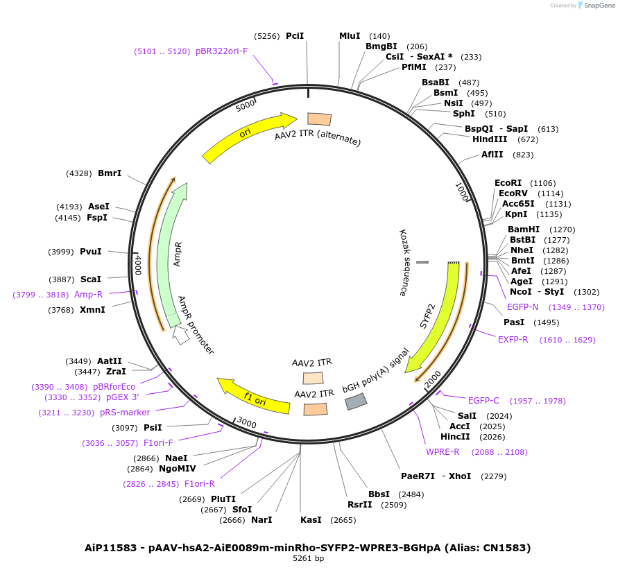 230419-plasmid-map-sequence-id-470896