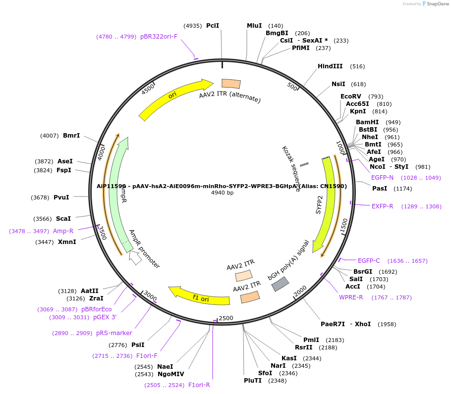 230420-plasmid-map-sequence-id-470899