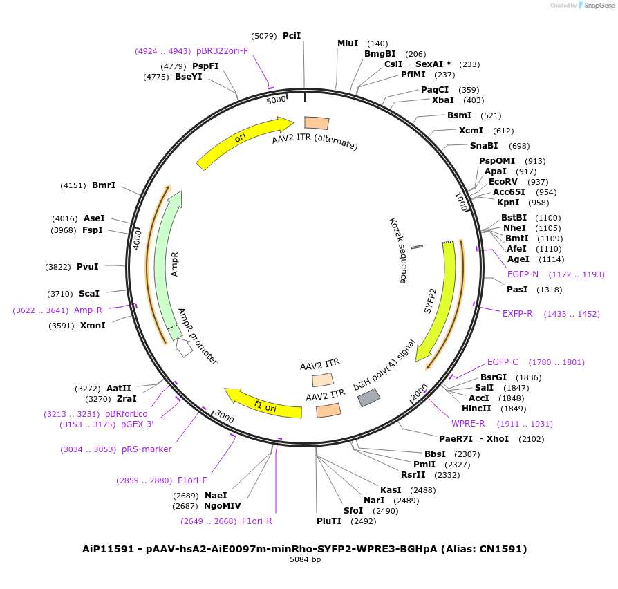 230421-plasmid-map-sequence-id-470902