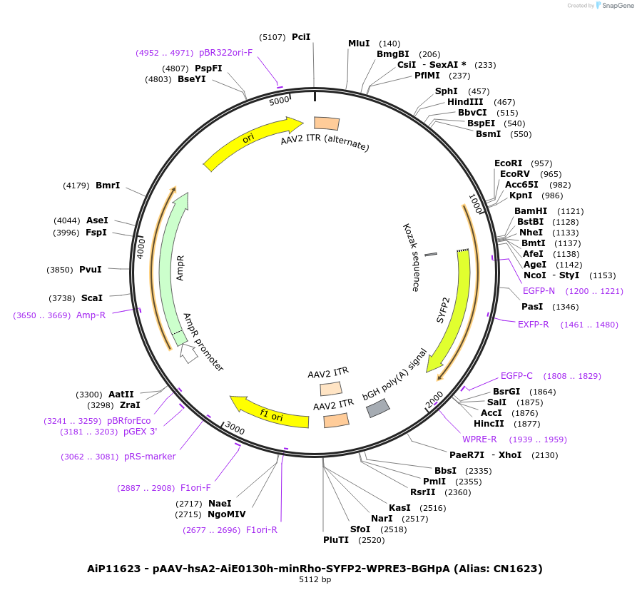 230424-plasmid-map-sequence-id-470908
