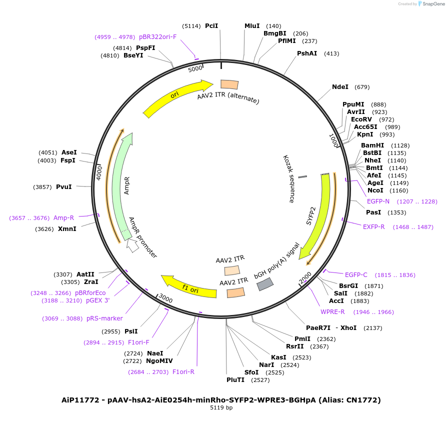 230430-plasmid-map-sequence-id-470918