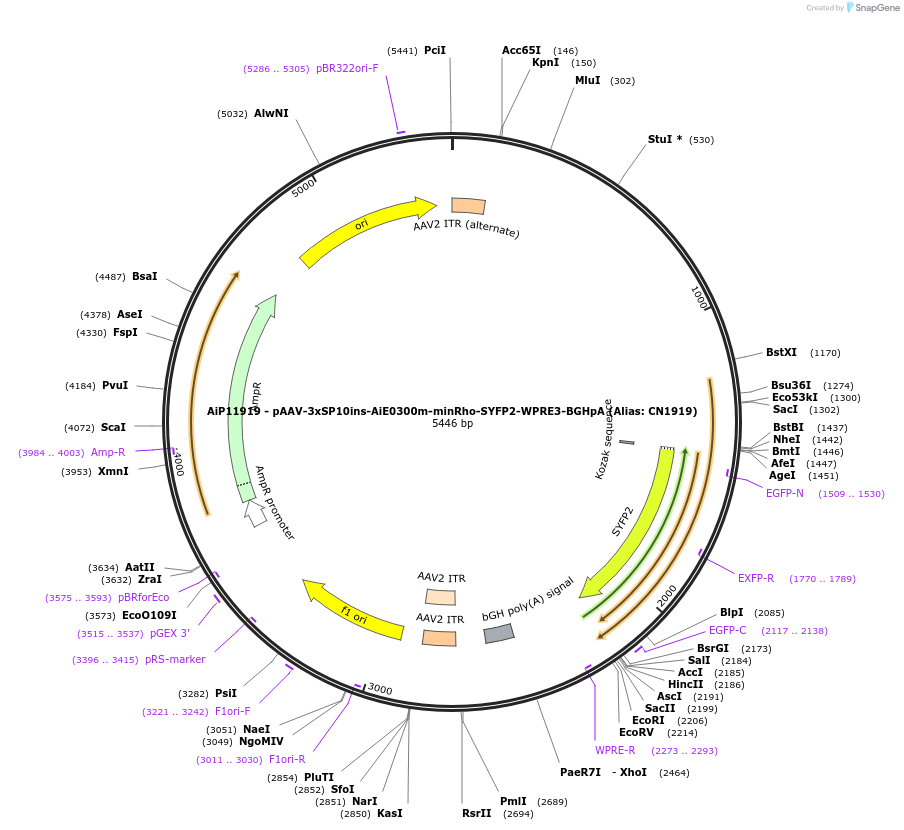 230432-plasmid-map-sequence-id-470922