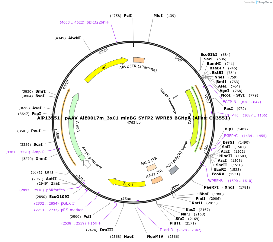 230452-plasmid-map-sequence-id-470927