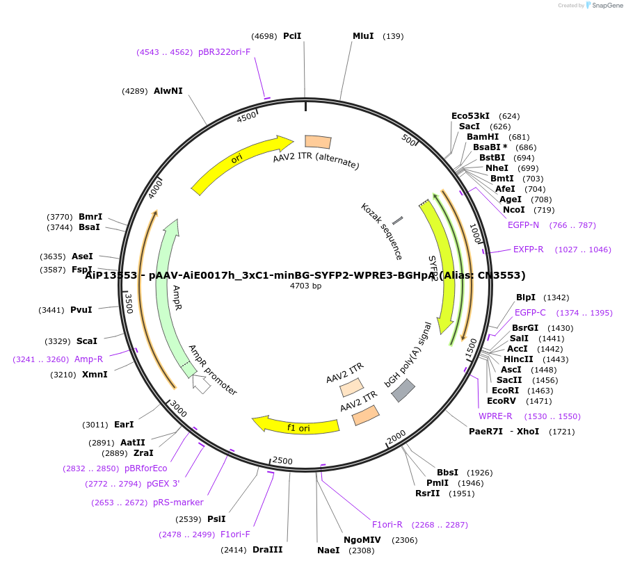 230453-plasmid-map-sequence-id-470930