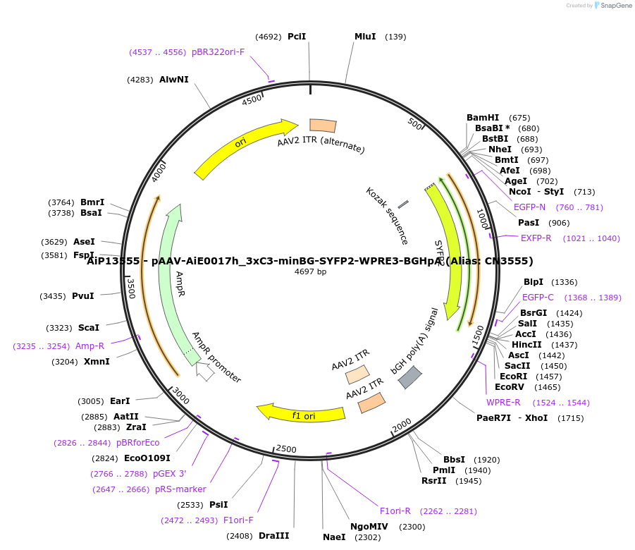 230454-plasmid-map-sequence-id-470933