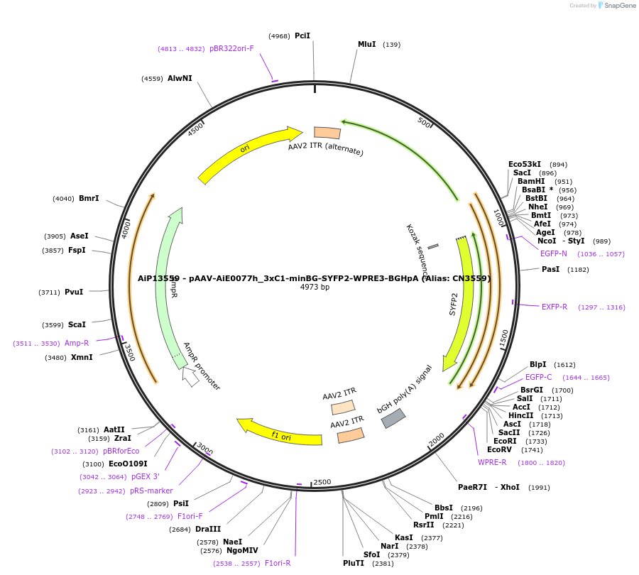 230455-plasmid-map-sequence-id-470936