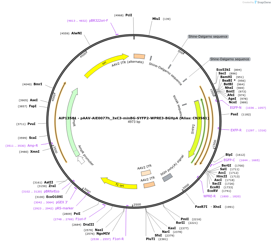 230456-plasmid-map-sequence-id-470939