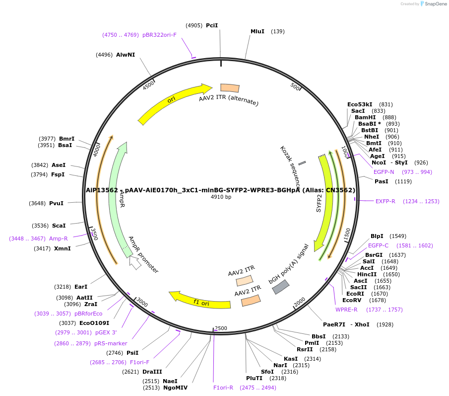 230457-plasmid-map-sequence-id-470942