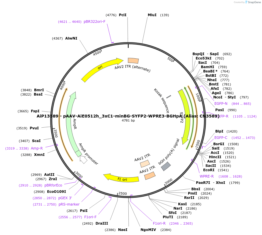 230461-plasmid-map-sequence-id-470948