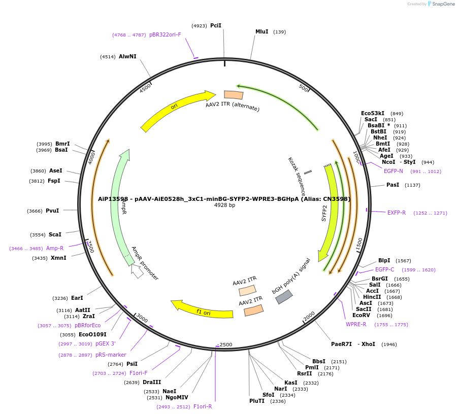 230462-plasmid-map-sequence-id-470951