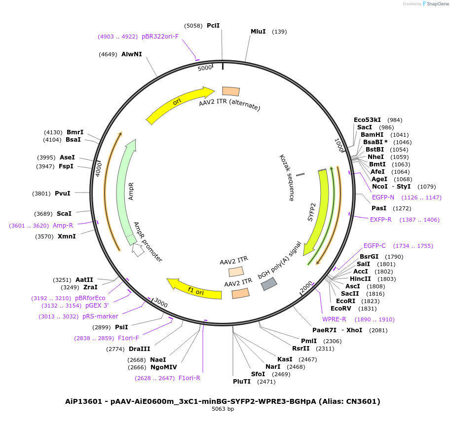 230463-plasmid-map-sequence-id-470955