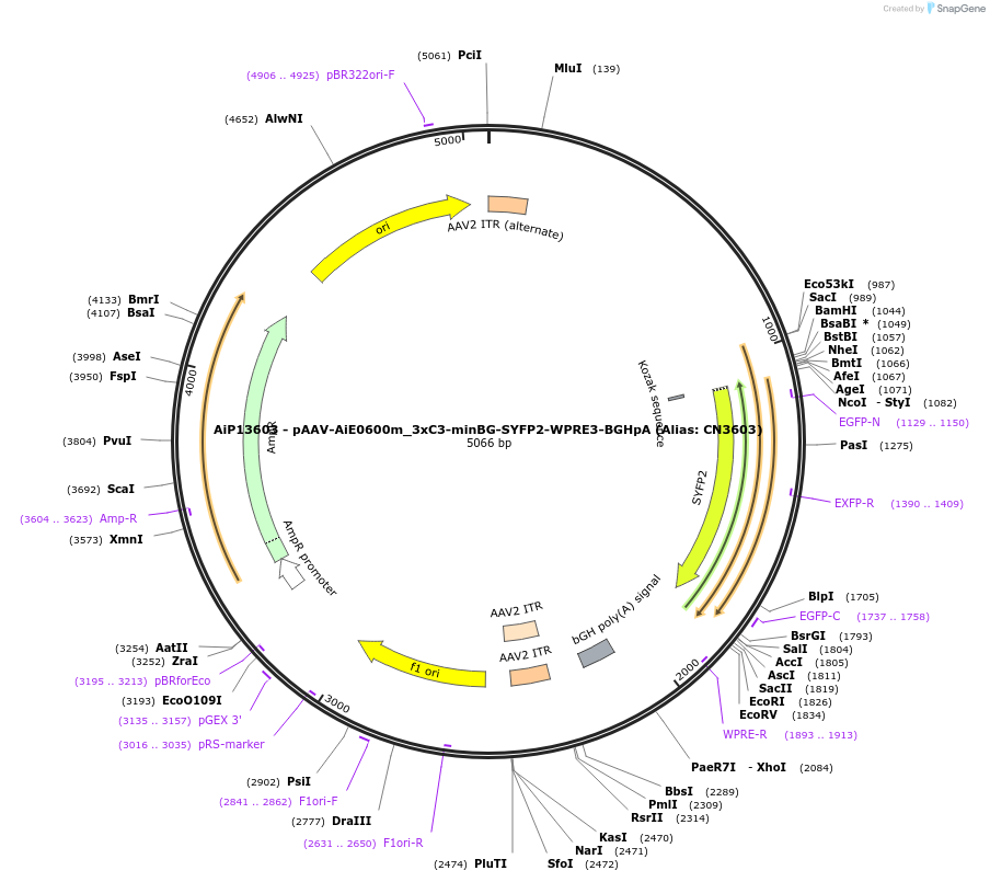 230464-plasmid-map-sequence-id-470958