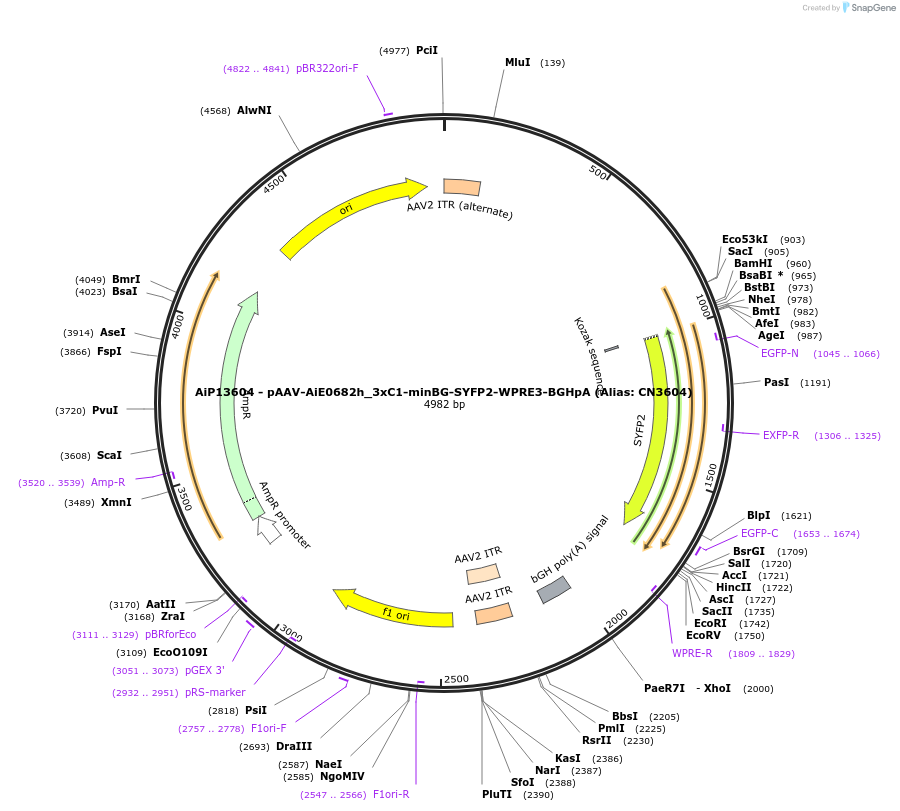 230465-plasmid-map-sequence-id-470960