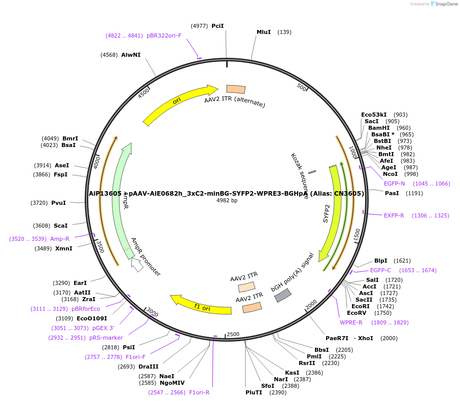230466-plasmid-map-sequence-id-470964