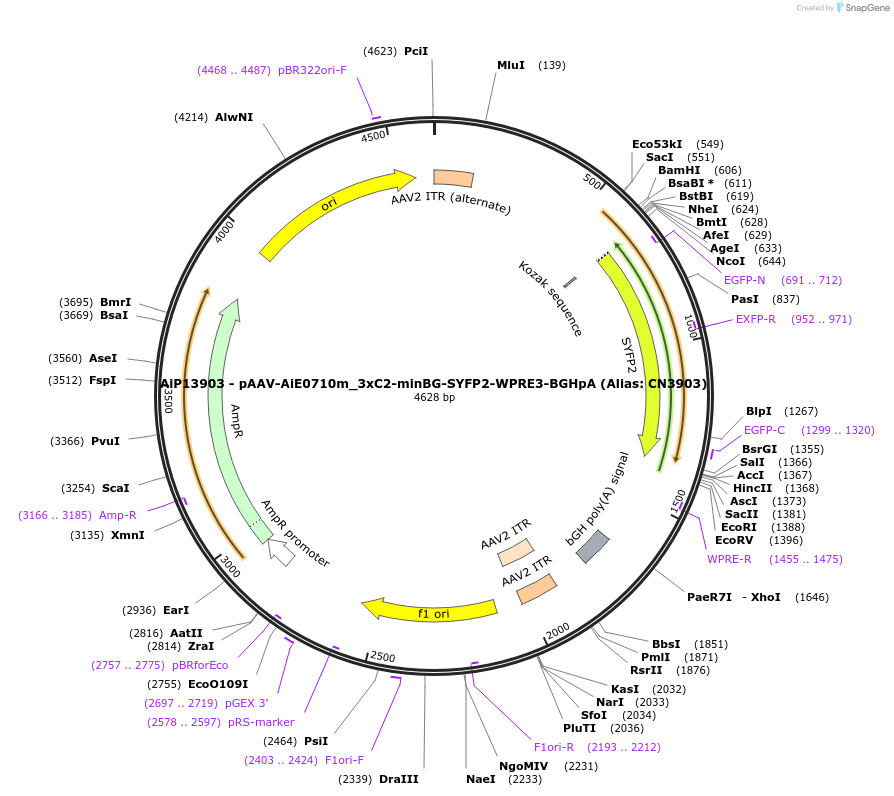 230470-plasmid-map-sequence-id-470967