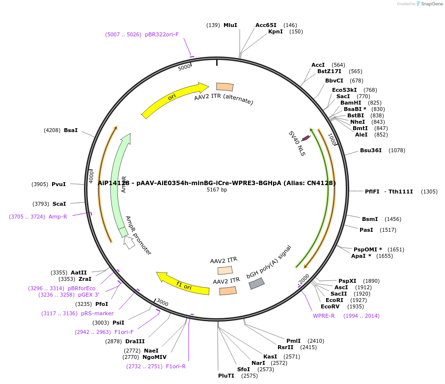 230472-plasmid-map-sequence-id-470974