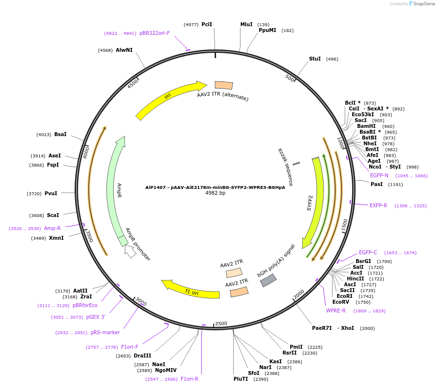 230647-plasmid-map-sequence-id-471000