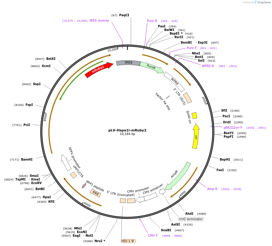 235498-plasmid-map-sequence-id-471001