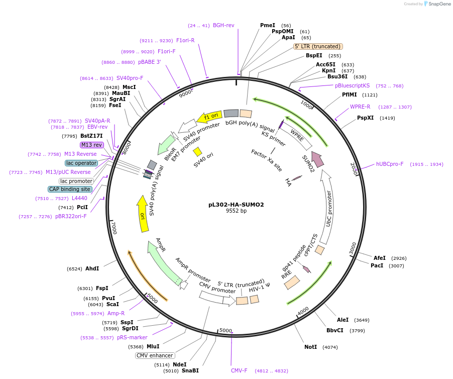 235497-plasmid-map-sequence-id-471003