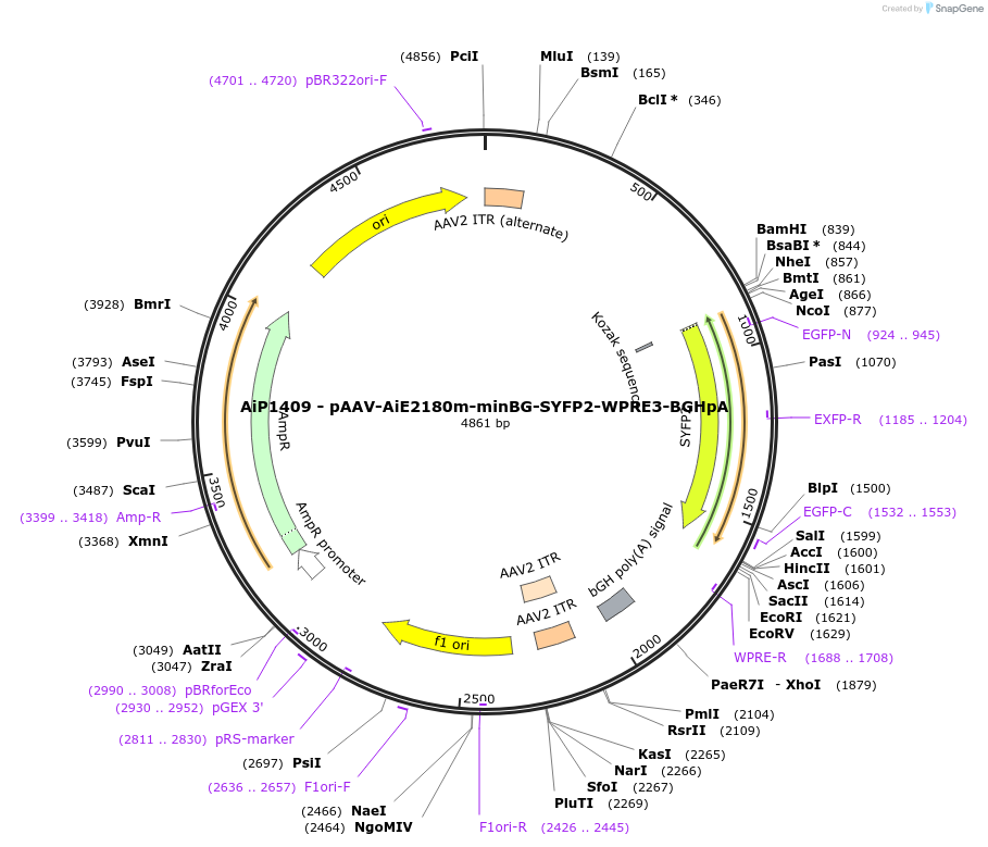 230649-plasmid-map-sequence-id-471004