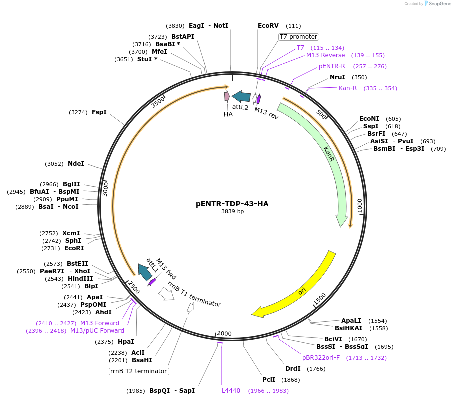 235501-plasmid-map-sequence-id-471005