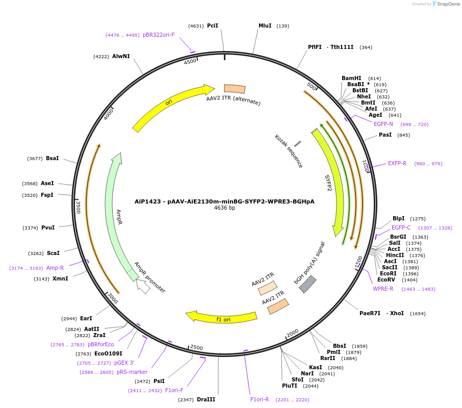 230650-plasmid-map-sequence-id-471007
