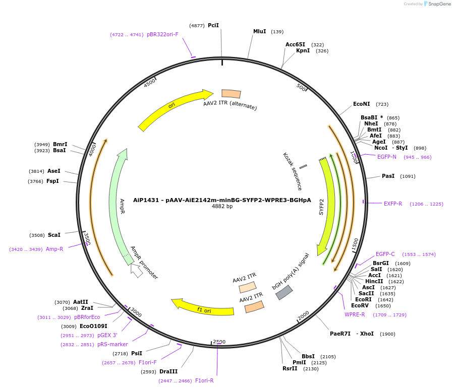 230654-plasmid-map-sequence-id-471009