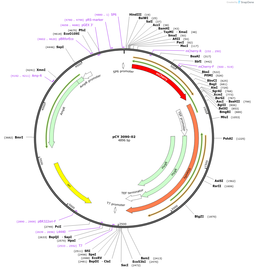 36231-plasmid-map-sequence-id-47101