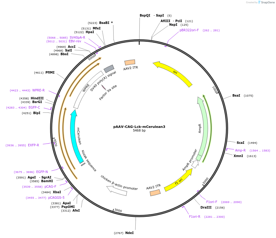 234538-plasmid-map-sequence-id-471014