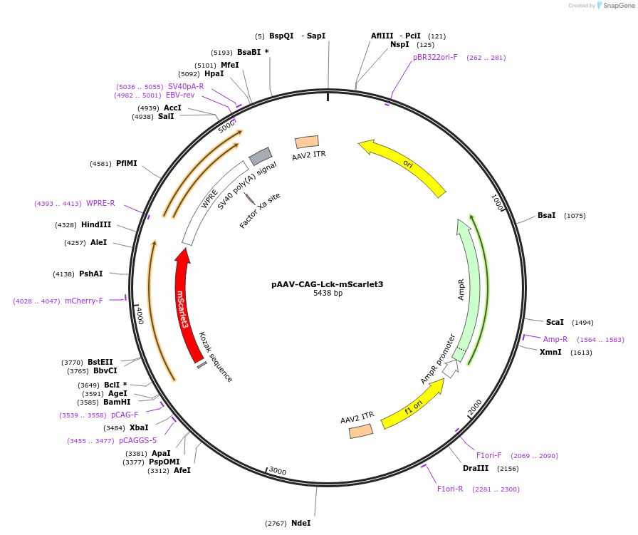 234540-plasmid-map-sequence-id-471015