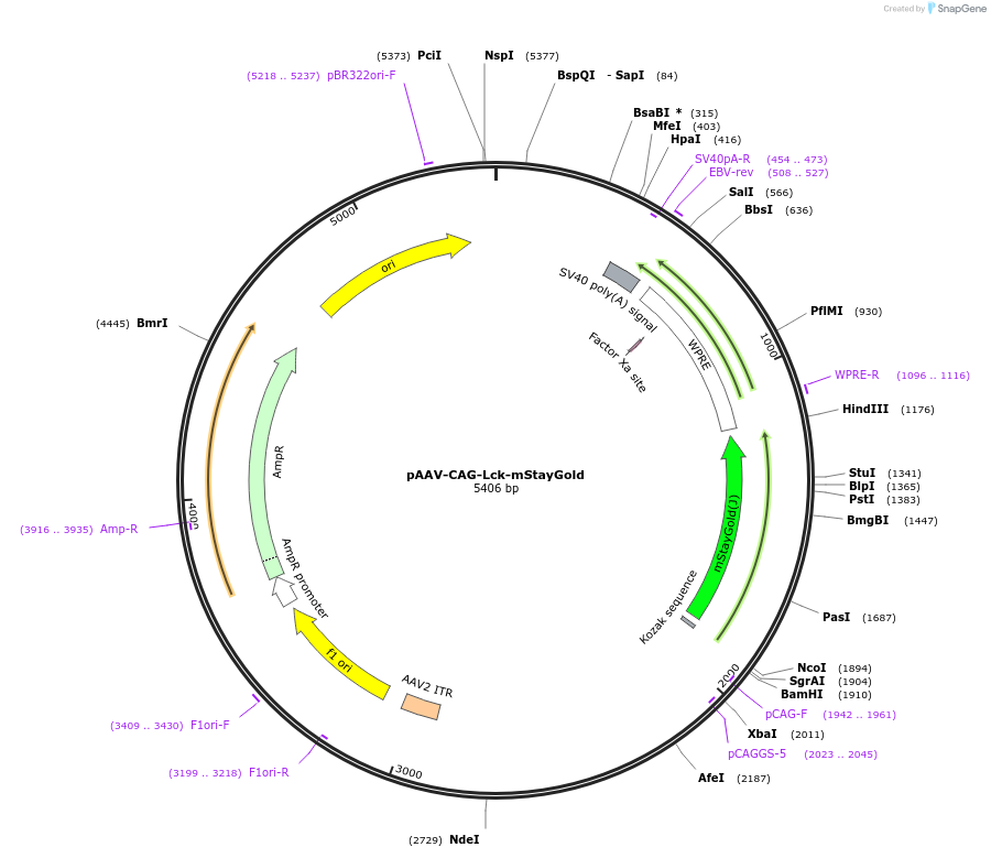 234539-plasmid-map-sequence-id-471018