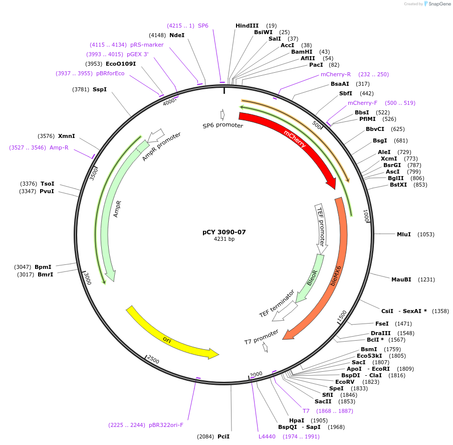 36232-plasmid-map-sequence-id-47102