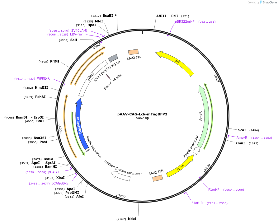 234537-plasmid-map-sequence-id-471022