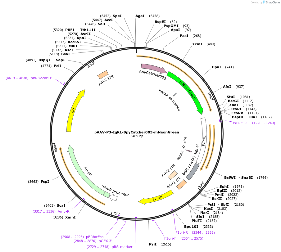 234543-plasmid-map-sequence-id-471023