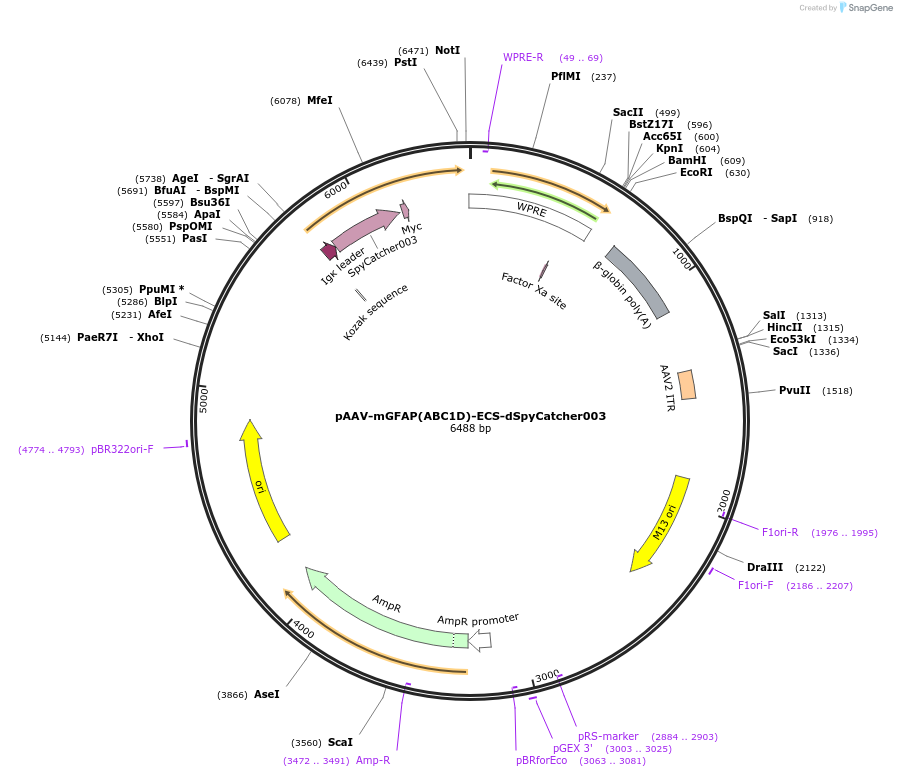 234546-plasmid-map-sequence-id-471025