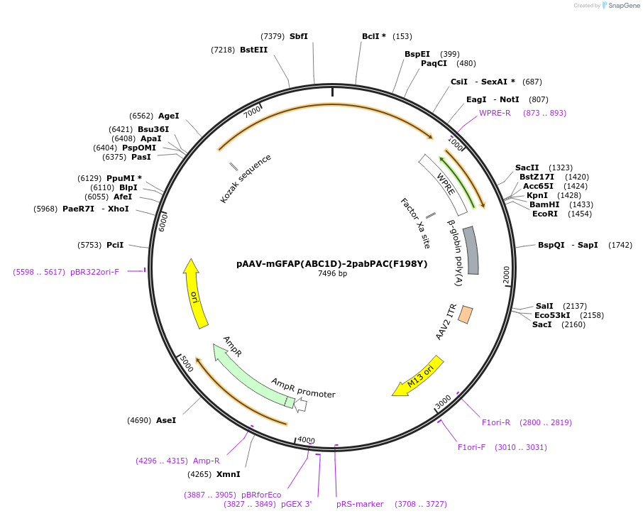 234548-plasmid-map-sequence-id-471027
