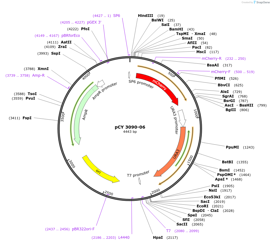 36233-plasmid-map-sequence-id-47103