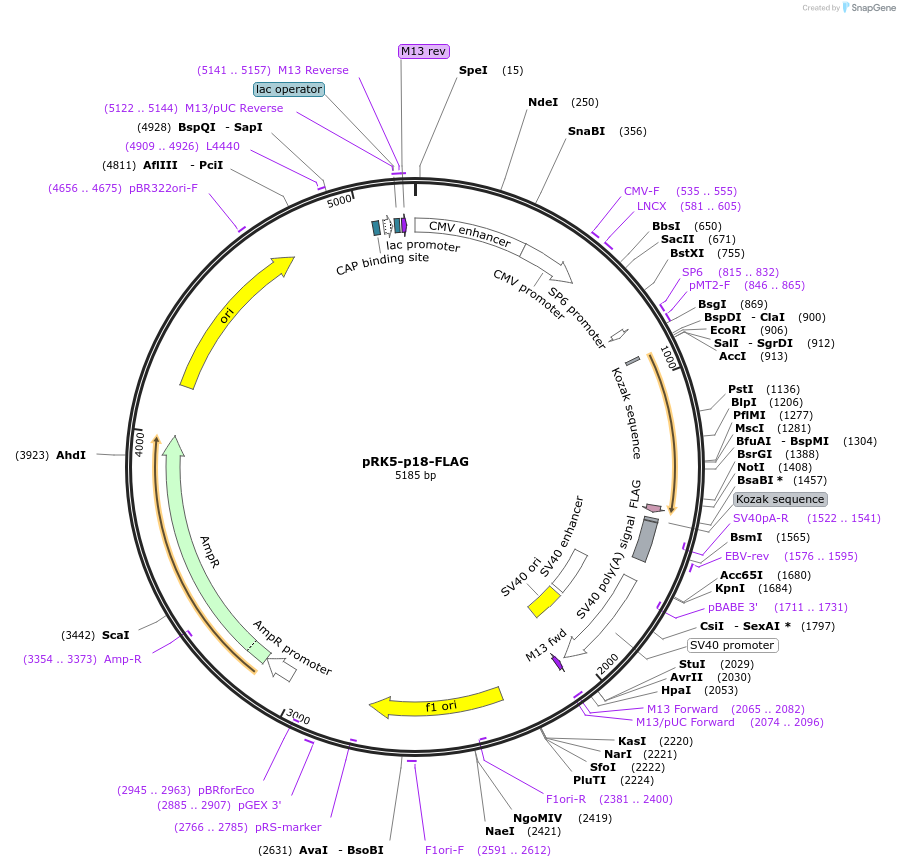 42331-plasmid-map-sequence-id-471032